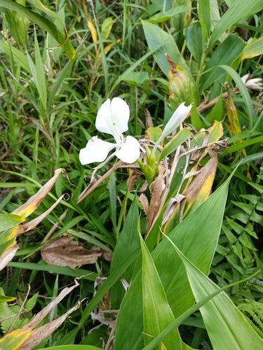Hedychium coronarium