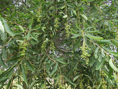 Ozoroa paniculosa