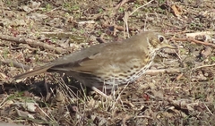 Turdus philomelos