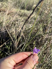 Justicia angusta