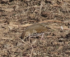 Turdus philomelos