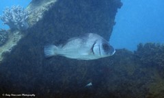Plectorhinchus gibbosus