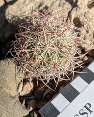 Echinomastus johnsonii