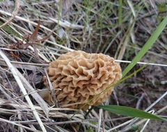 Morchella esculenta