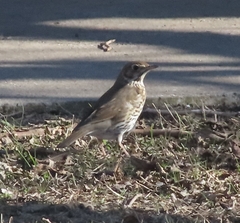 Turdus philomelos
