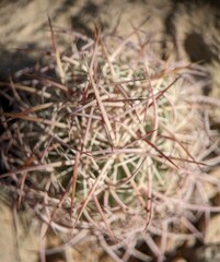 Echinomastus johnsonii