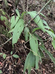 Calanthe lyroglossa