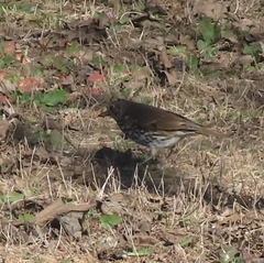 Turdus philomelos