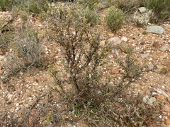 Drosanthemum crassum