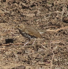 Turdus philomelos