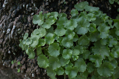 Umbilicus rupestris