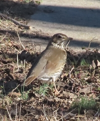 Turdus philomelos