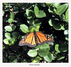 Danaus plexippus