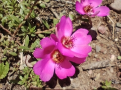 Portulaca pilosa