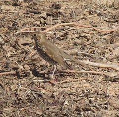 Turdus philomelos