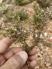 Drosanthemum crassum