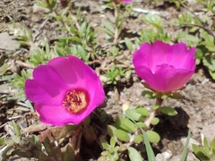 Portulaca pilosa