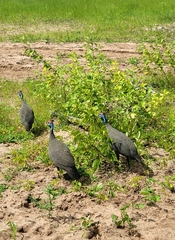 Numida meleagris mitratus