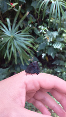 Denivia espiritosanto