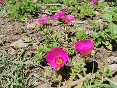 Portulaca pilosa
