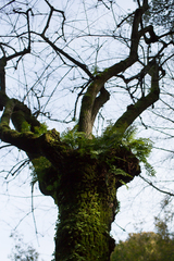 Polypodium cambricum