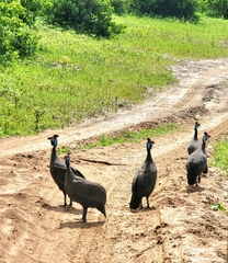 Numida meleagris mitratus