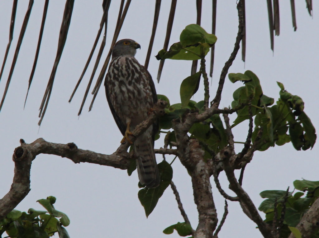 Fiji Goshawk from Nadroga-Navosa, Fiji on October 20, 2017 at 06:21 AM ...