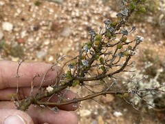 Drosanthemum crassum