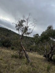 Eucalyptus viminalis