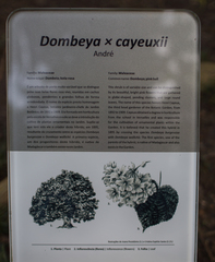 Dombeya × cayeuxii