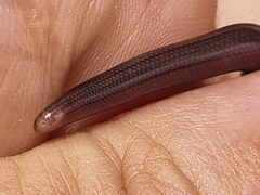 Afrotyphlops fornasinii