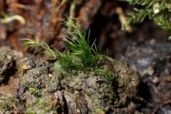 Dicranella heteromalla