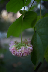Dombeya × cayeuxii