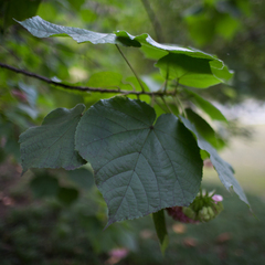 Dombeya × cayeuxii