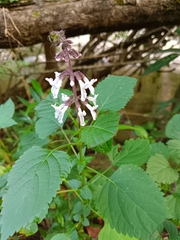 Orthosiphon aristatus aristatus