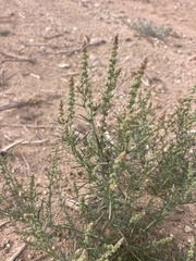 Oligomeris linifolia