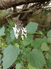 Orthosiphon aristatus aristatus