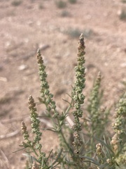 Oligomeris linifolia