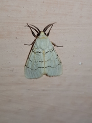 Spilosoma curvilinea