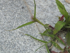 Setaria viridis