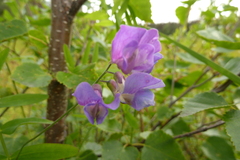 Lathyrus palustris
