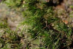 Dicranella heteromalla