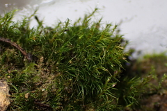 Dicranella heteromalla