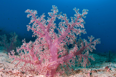 Chironephthya