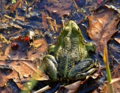 Pelophylax ridibundus