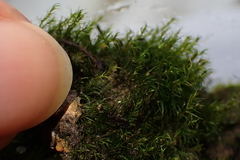 Dicranella heteromalla