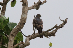Accipiter rufitorques