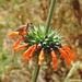 Leonotis nepetifolia - Photo (c) Brenda Sixto,  זכויות יוצרים חלקיות (CC BY-NC), uploaded by Brenda Sixto