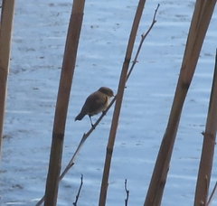 Phylloscopus collybita