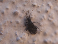 Aufeius impressicollis